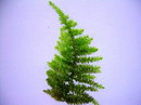 Vesicularia Montagnei